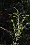 Pine barren goldenrod